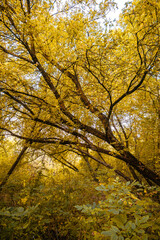 Golden autumn: play of light and shadow among bright yellow leaves and dark tree branches leaning towards each other