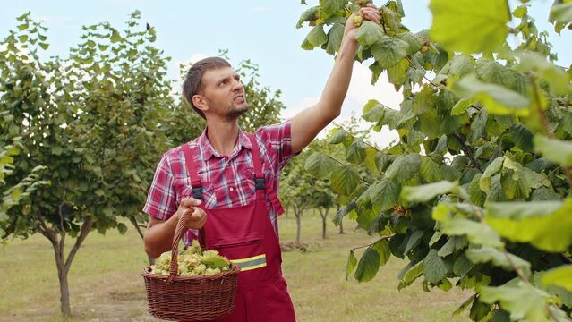 Man farmer plucks collects ripe hazelnuts from deciduous hazel trees rows in garden. Growing raw nuts fruit on plantation field. Harvest autumn farm time. Healthy natural food, eco-friendly products