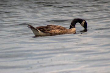 country goose on the water