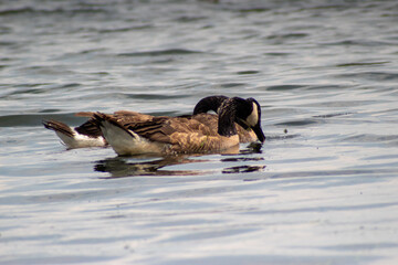 country goose swimming in water