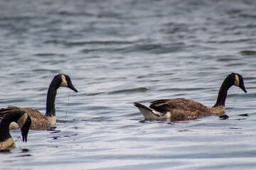 country goose family