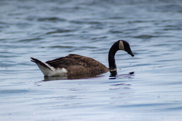 country goose swimming