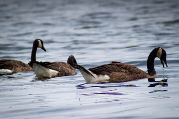country goose and ducks