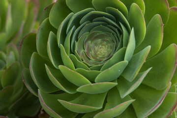 Green succulent plant close-up