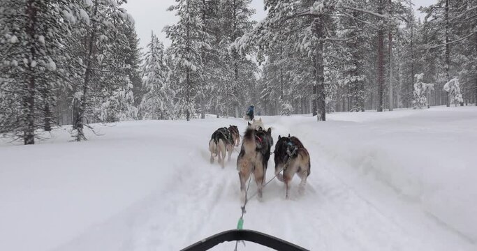Dog sled ride in Finland