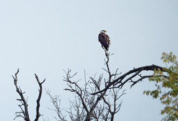 bald eagle perched high on a bare tree
