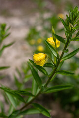 yellow rose bud