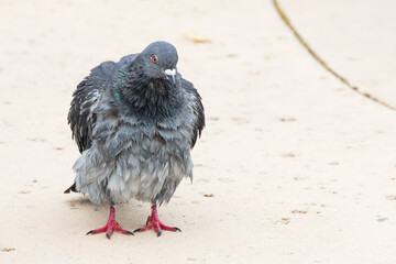 Pigeon with puffed up feathers