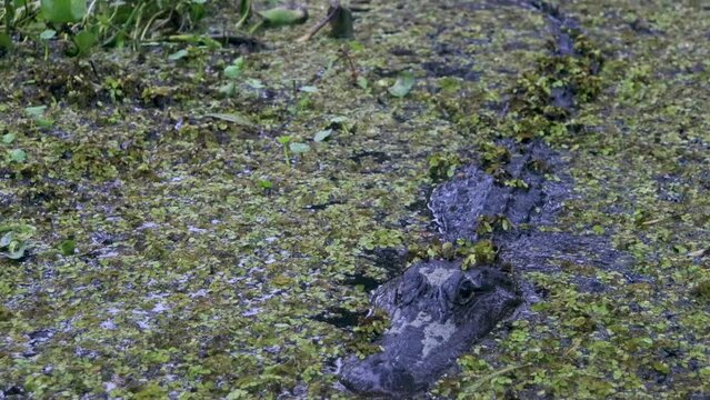 American alligator in Atchafalaya swamp in rain.