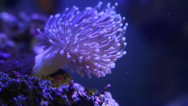 leather coral frag neon glow, animal polyp grow on plug and move organism capitulum tentacle in strong water flow, coral farm marine aquarium, popular hardy pet for beginner aquarist, selective focus
