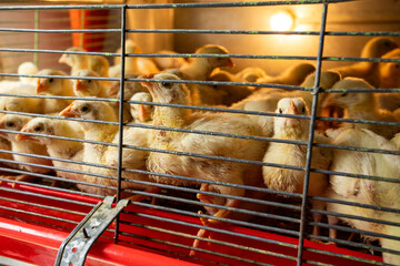 Sale of small chicks in the Colombian market