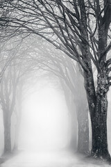 Avenue in the fog