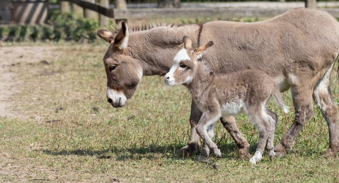 Adorable Baby Donkey with Protective Mother. A Touching Rural Farm Scene.  Photography. 