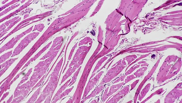 Human tongue in longitudinal section showing filiform papillae under microscope 100x on bright field. Studying small structures giving taste characteristic in people organism. Discovering anatomy