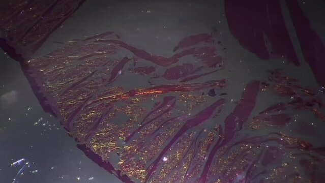 Macro footage of tongue in longitudinal section showing filiform papillae under microscope 100x filmed with oblique illumination to view contrast of its structure. Studying human organ feeling tastes.