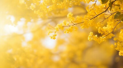 yellow bokeh background from nature under tree shade
