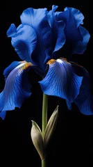 Poster Im Rahmen Blue iris close-up. Flowers on a black isolated background. wallpaper or background  © Margo_Alexa