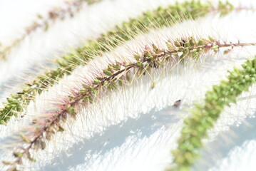 Green bristle grass / Fox tail grass ( Setaria viridis ). Poaceae annual weeds. Column-shaped inflorescences with many hairs and a brush-like appearance. - obrazy, fototapety, plakaty