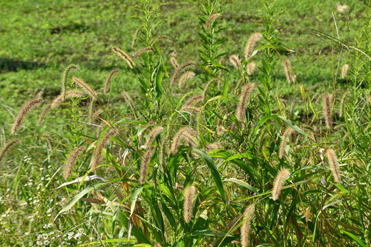 Green bristle grass / Fox tail grass ( Setaria viridis ). Poaceae annual weeds. Column-shaped inflorescences with many hairs and a brush-like appearance.