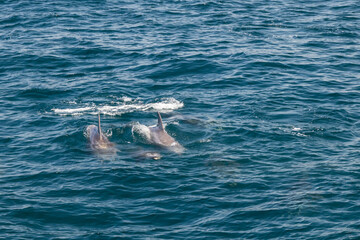 Dolphins in the Pacific Ocean