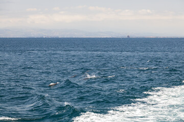 Dolphins in the Pacific Ocean