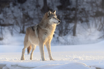 Adult North American Gray Wolf (Canis lupus) in winter landscape. Large canine mammal at dawn, apex predator on the hunt in the snow. Taken in controlled conditions