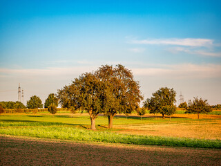 Streuobstwiese im Spätsommer