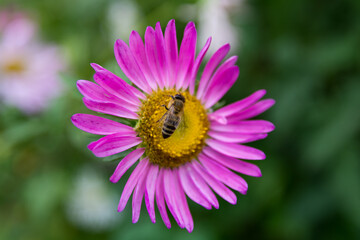 A honeybee collects pollen from a purple Aster flower on a summer day in the garden. The background is soft and green, highlighting the pollination concept. Ample copy space available