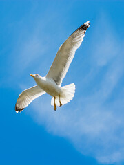Two seagulls flying in a sky