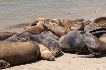 Seals sleeping on the beach