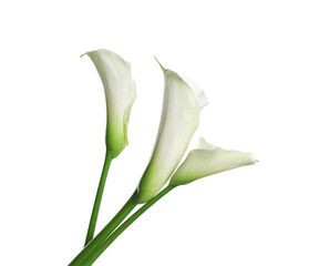 Beautiful calla lily flowers on white background