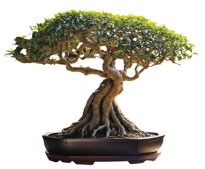 Japanese banyan tree bonsai. 
Bonsai uses cultivation techniques to produce small trees that mimic the shape and style of mature, full-size trees.
