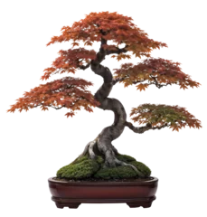 Foto op Plexiglas Japanese maple tree bonsai. Bonsai uses cultivation techniques to produce small trees that mimic the shape and style of mature, full-size trees. © uckyo