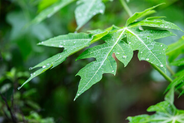 Green papaya leaf with water drops after rain, nature background.