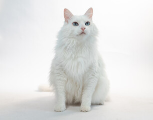 Angora White Cat 