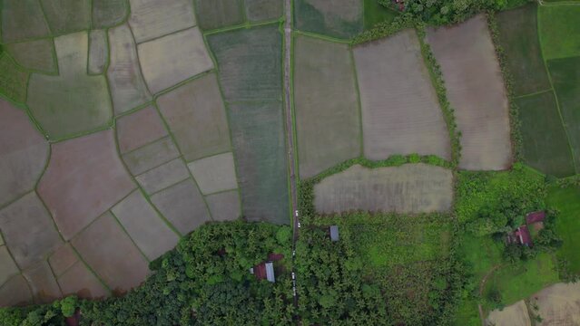 Aerial view of green rice fields with road, The most beautiful village in India,  A Border village in Palakkad, Kollengode Famous for its beautiful vast strech of paddy fields