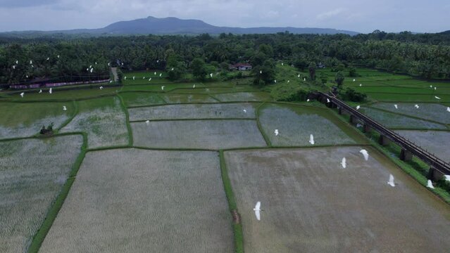 The most beautiful village in India, Aerial view of  Bird Fly Over Rice Field ,  A Border village in Palakkad, Kollengode Famous for its beautiful vast strech of paddy fields and waterfalls