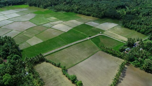 Aerial view of green rice fields with road, The most beautiful village in India,  A Border village in Palakkad, Kollengode