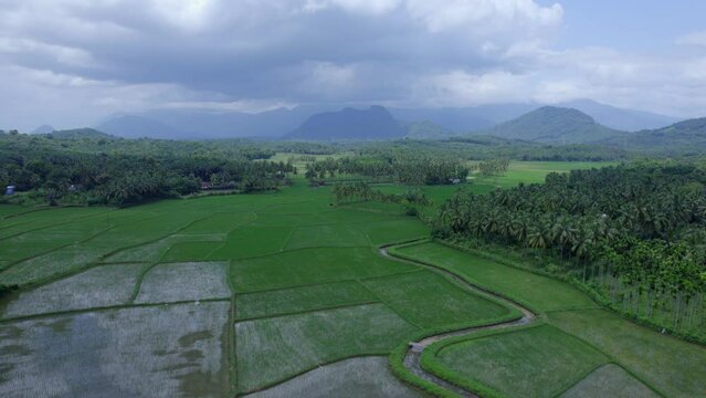 Rice field cloudy sky agriculture, Captured the attractive environment filled with greenery,  A Border village in Palakkad, Kollengode