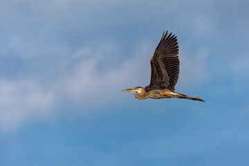 The great blue heron ( Ardea cinerea ) in flight.  Its the largest American heron