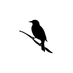 Bird vector png