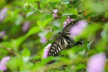 ランタナの蜜を懸命に吸うアゲハチョウ