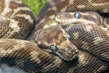 The couple of the rough-scaled python (Morelia carinata)