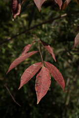 紅葉した木の葉