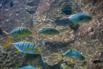 Close-up beautiful colorful fish swim in the aquarium.