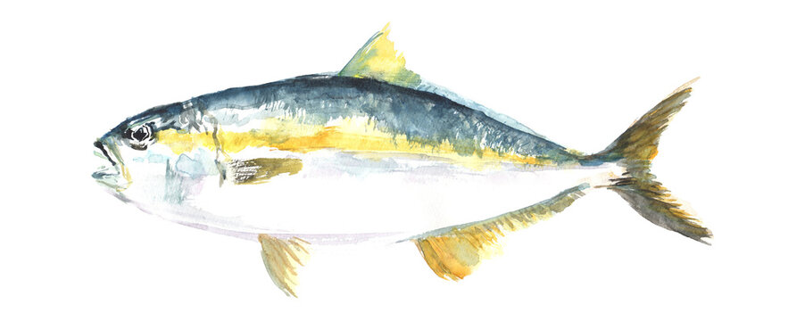 水彩で描いたブリのイラスト
