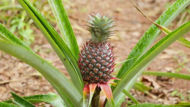 Pineapple growing on a pineapple plant. Close-up.