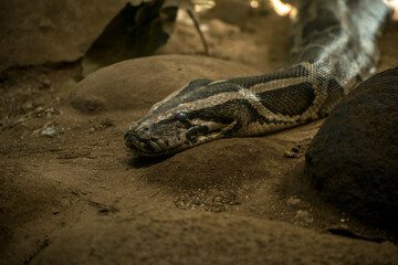 Closeup of a reticulated python crawling in its habitat