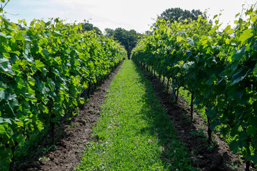 Fototapeta na wymiar Vineyard with Frontenac grapes. Quebec, Canada