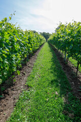 Fototapeta na wymiar Vineyard with Frontenac grapes. Quebec, Canada